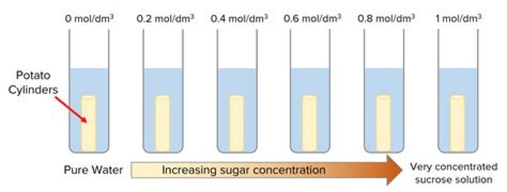 What happens when a potato is placed in sugar solution?