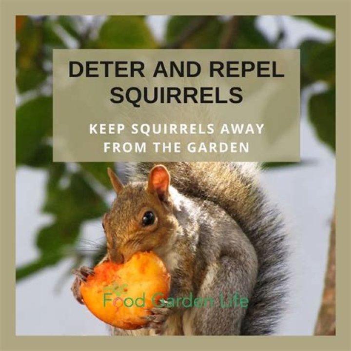What herbs repel squirrels