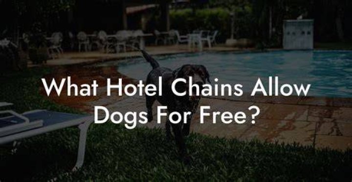 What hotel chains allow dogs