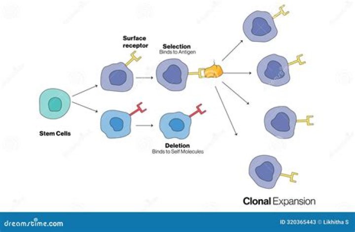 What is a clonal tree