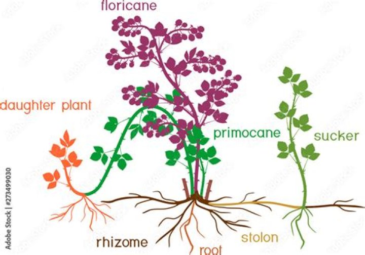 What is a Floricane