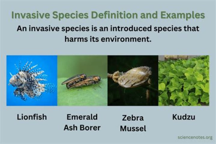 What is a species simple definition