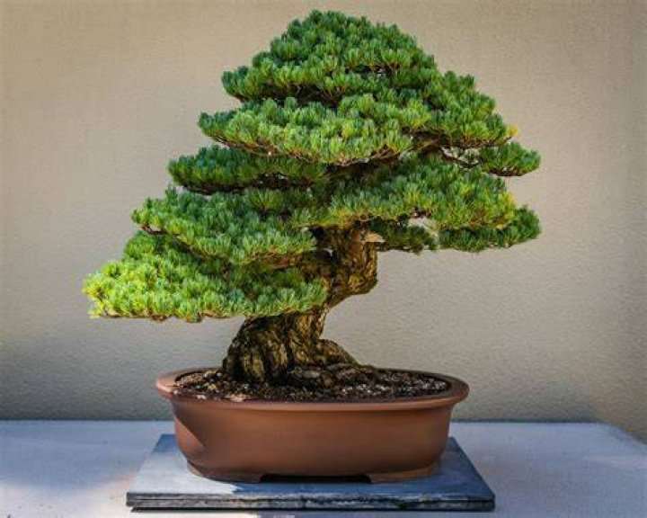 What is a true bonsai tree