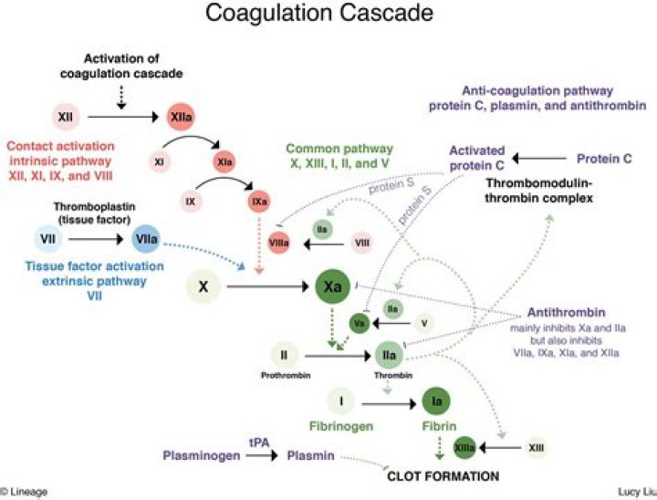 What is antithrombin III