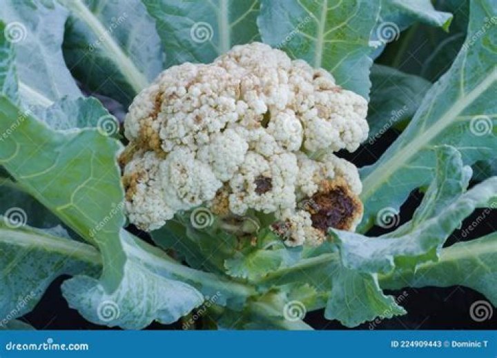 What is cauliflower disease