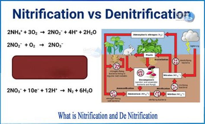 What is denitrification Class 11