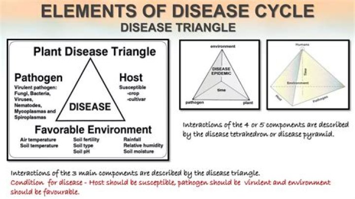 What is disease pyramid