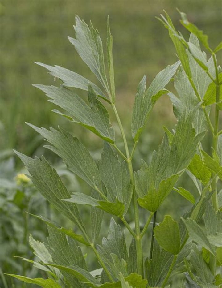 What is Lovage made from
