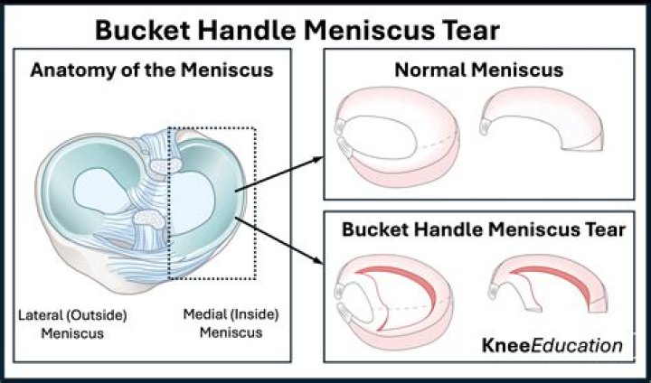 What is meniscus and its function