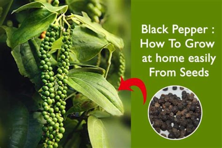 What is pepper leaf good for