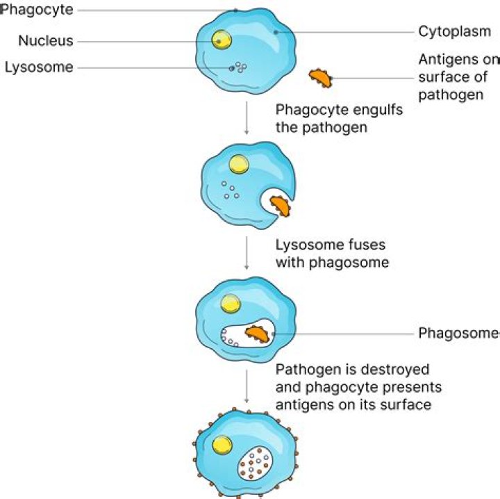 What is phagocytosis and what function does it serve