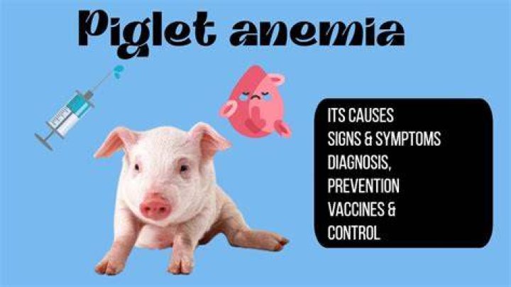 What is piglet anemia