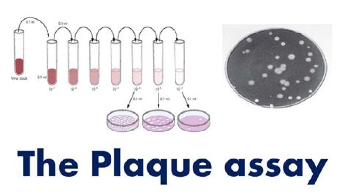 What is plaque assay