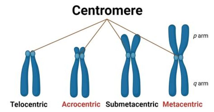 What is the centromere made of