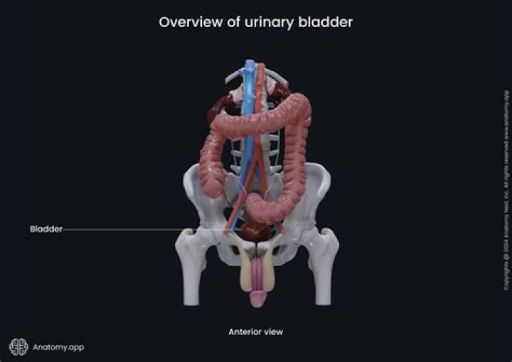 What is the urinary bladder function