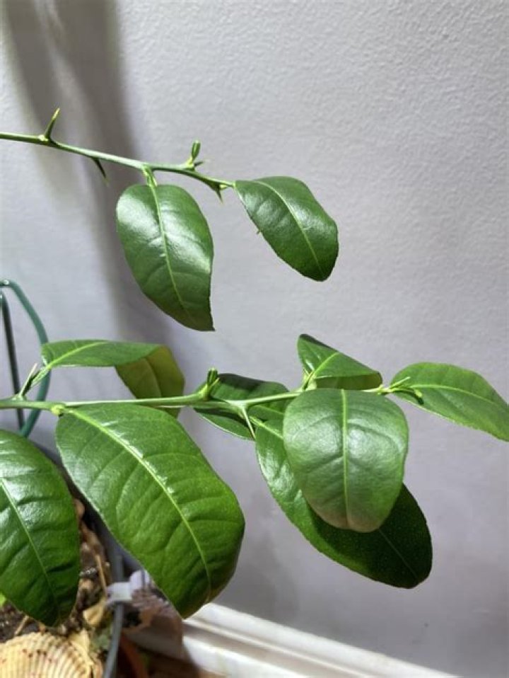 What is wrong with my lime tree