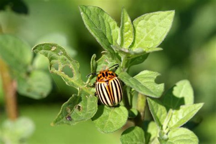 What keeps away potato bugs?