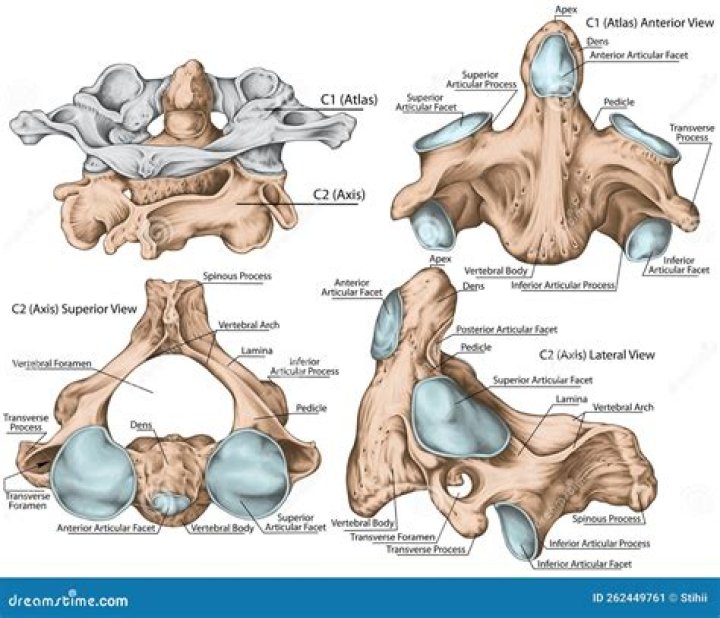 What makes cervical vertebrae unique