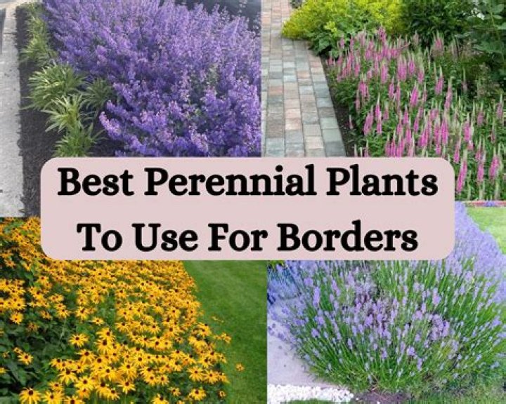 What plants make good borders