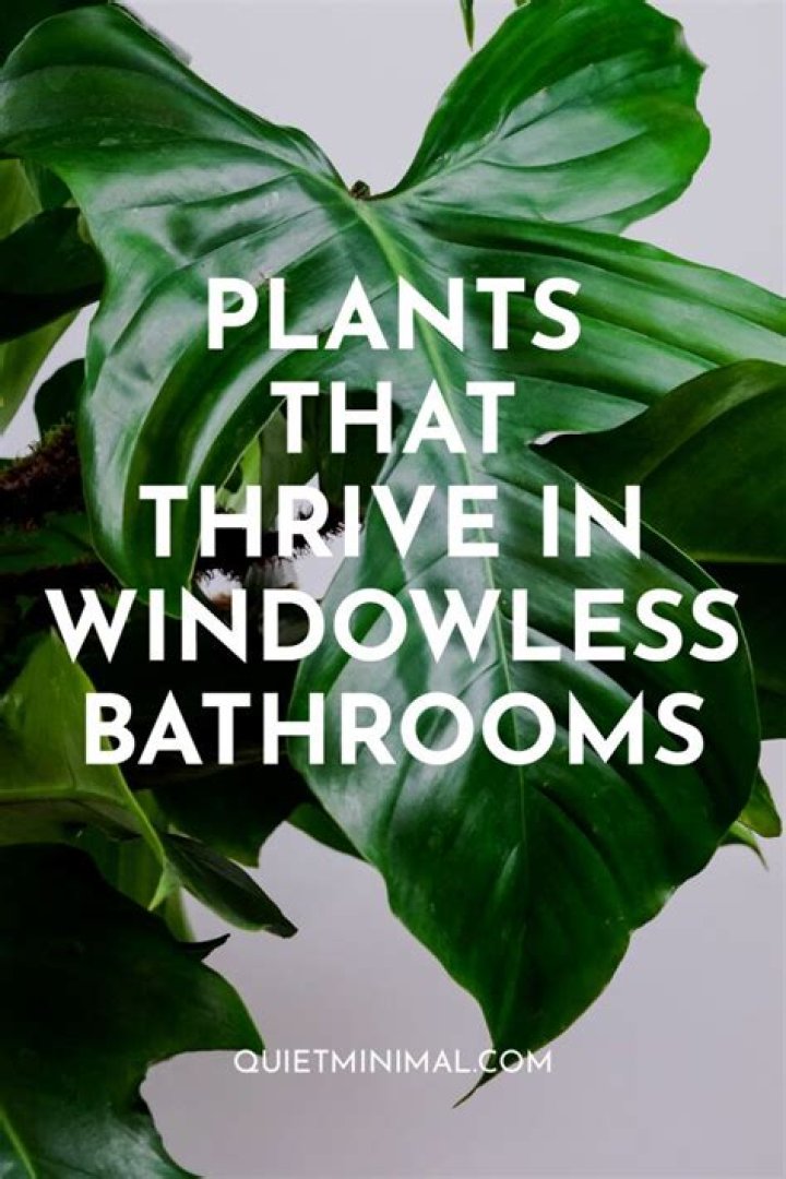 What plants thrive in bathrooms