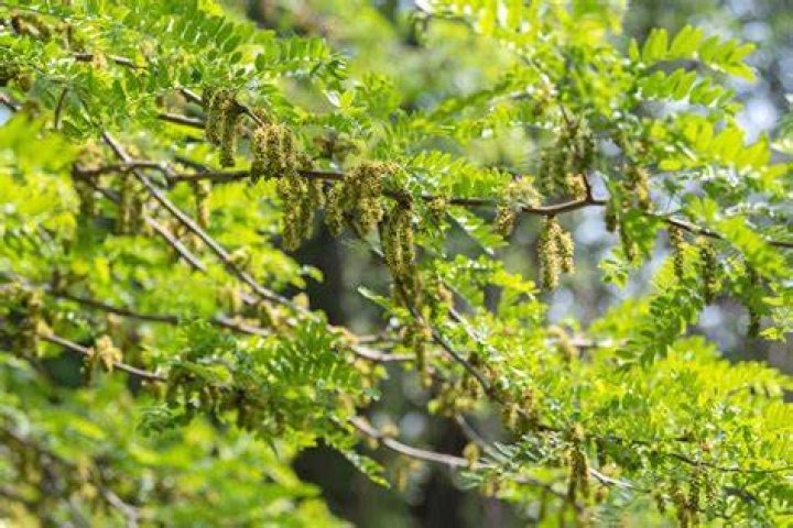 What will kill black locust trees