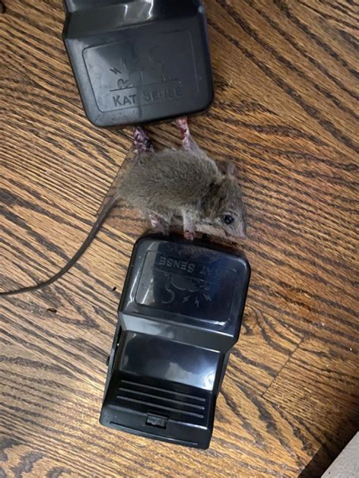 When should you call an exterminator for rats