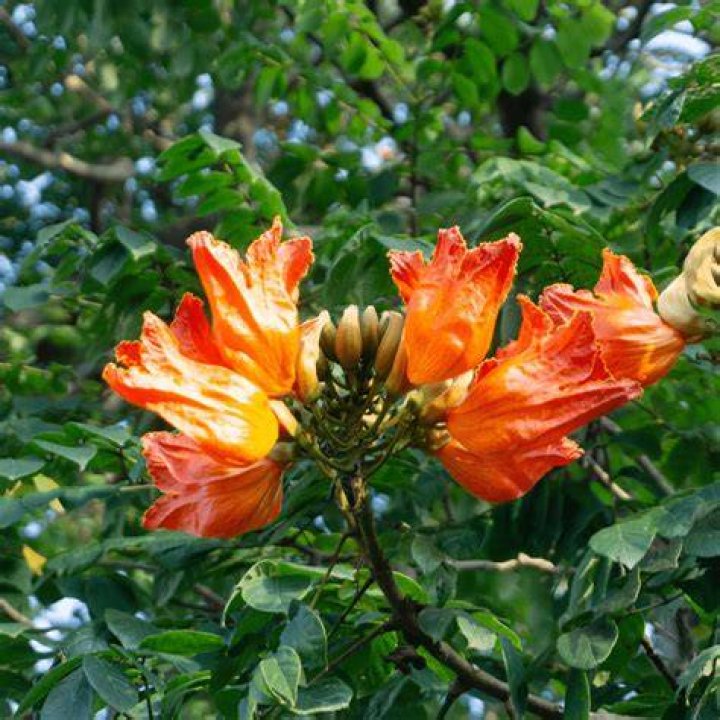 When was the African tulip tree discovered