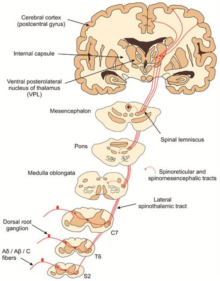 Where are the Spinothalamic pathways located