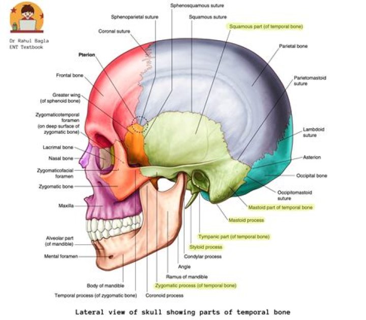Where are the temporal lines located