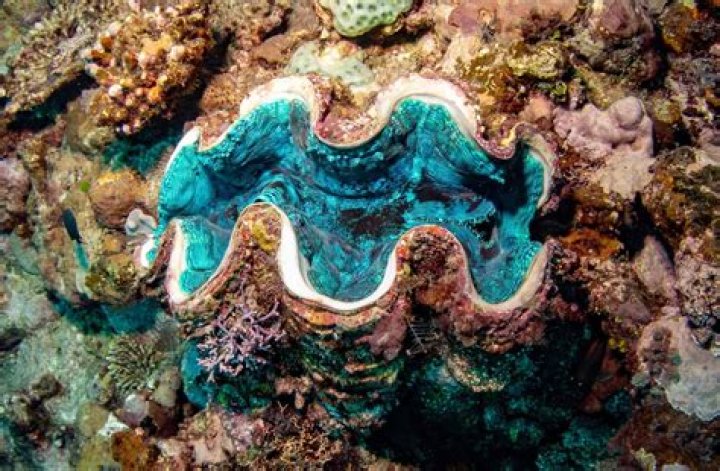 Where can I find a giant clam shell