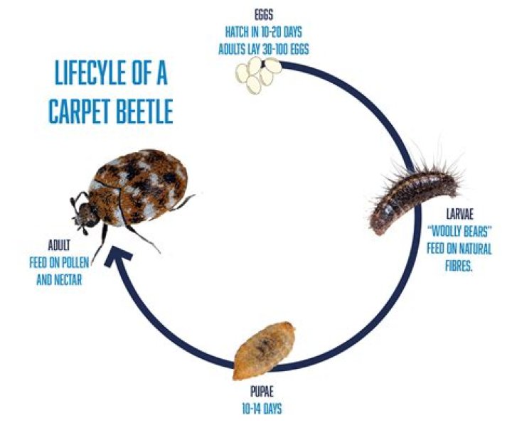 Where do potato beetles lay their eggs?