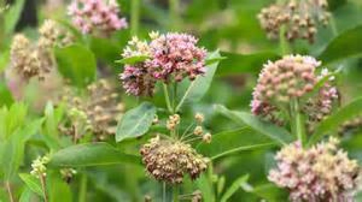 Where does milkweed grow in Canada