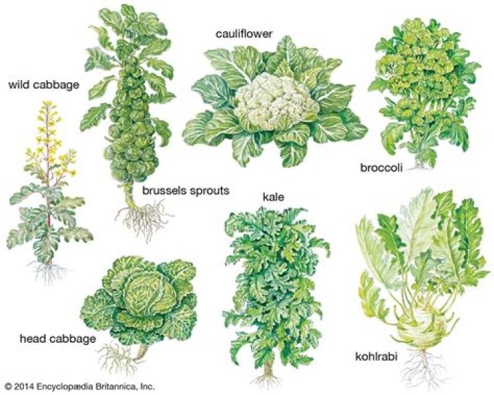 Where is broccoli native to