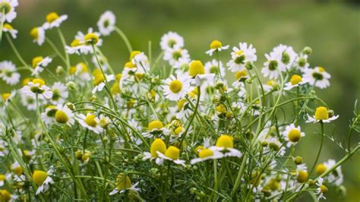 Where is chamomile native to