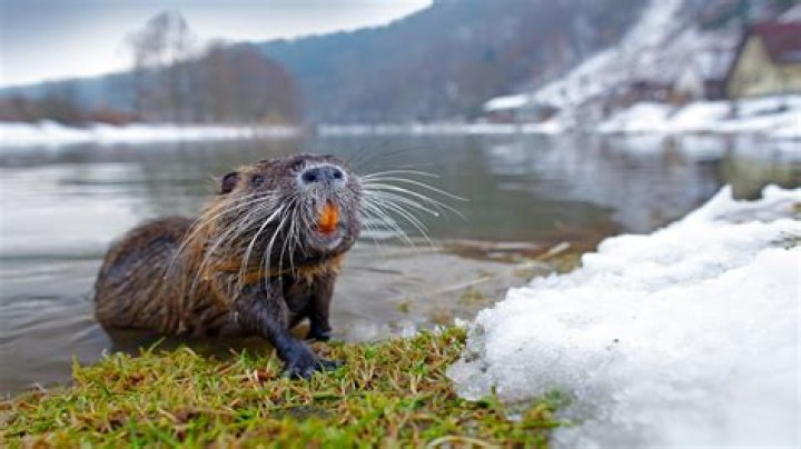 Where is the nutria native to