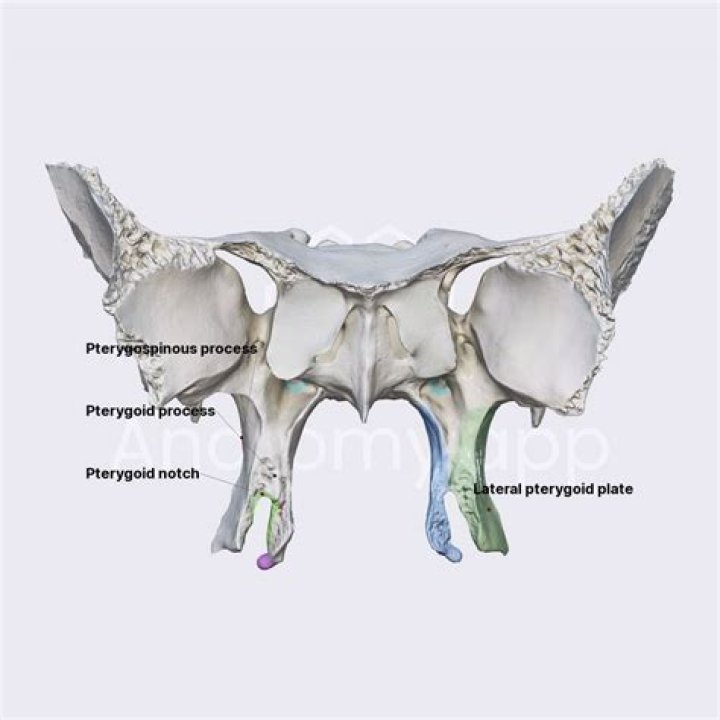 Where is the Pterygoid process