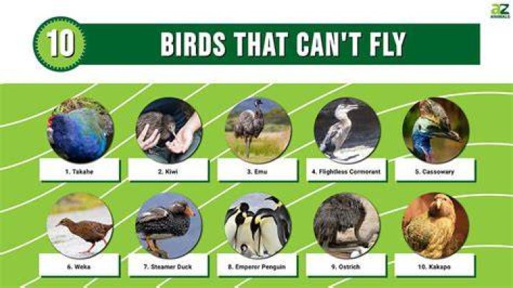 Which bird can dance