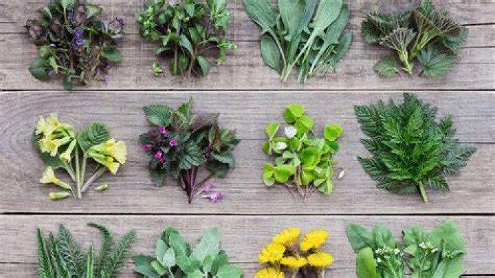 Which plant stem is edible?