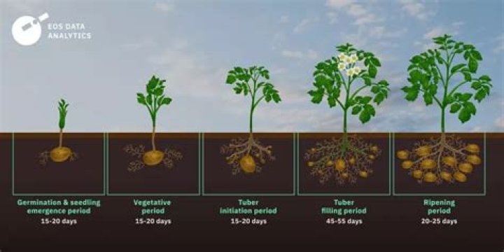Which state grows most potatoes in India?
