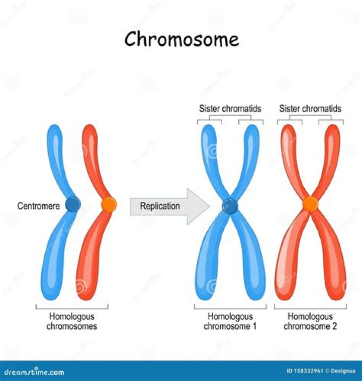 Which vegetable has homologous structure?