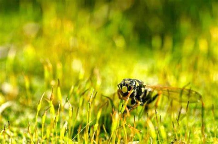 Why are wasps hovering over my lawn