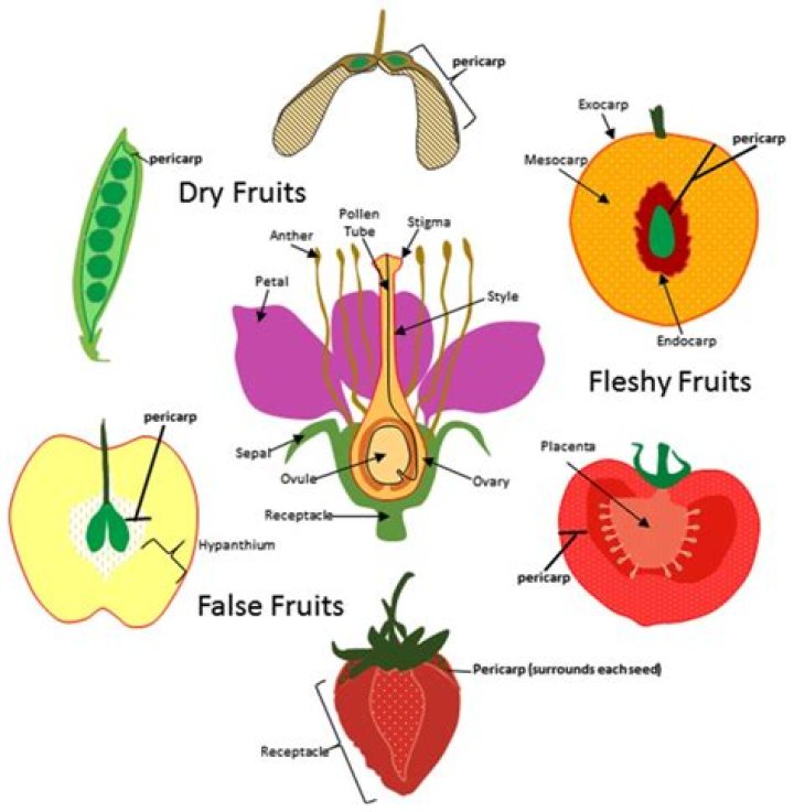 Why do angiosperms make fruit