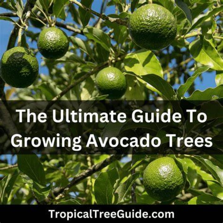 Why do avocados not ripen on tree