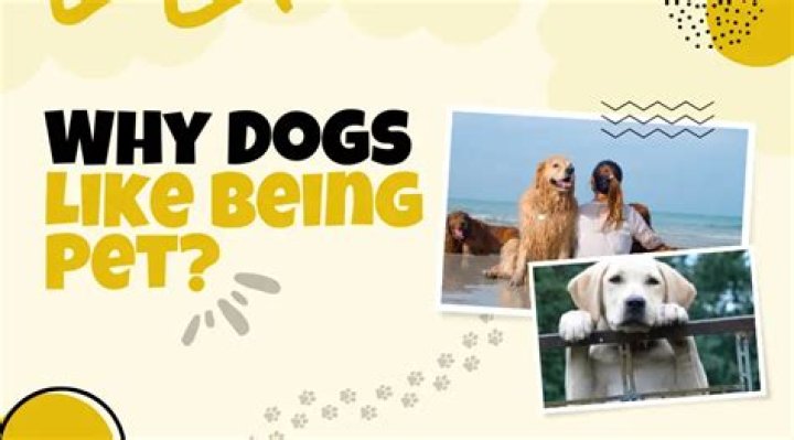 Why do dogs like being petted