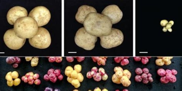Why do potatoes have so many genes?