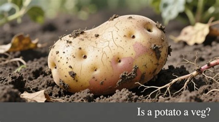 Why does a potato get smaller in strong sugar solution?