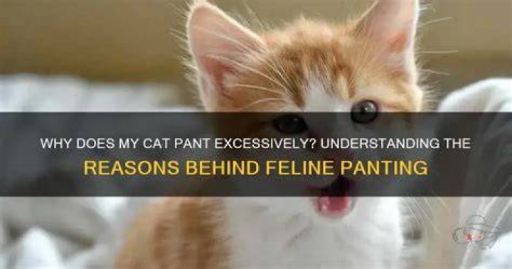 Why does my cat pant so much
