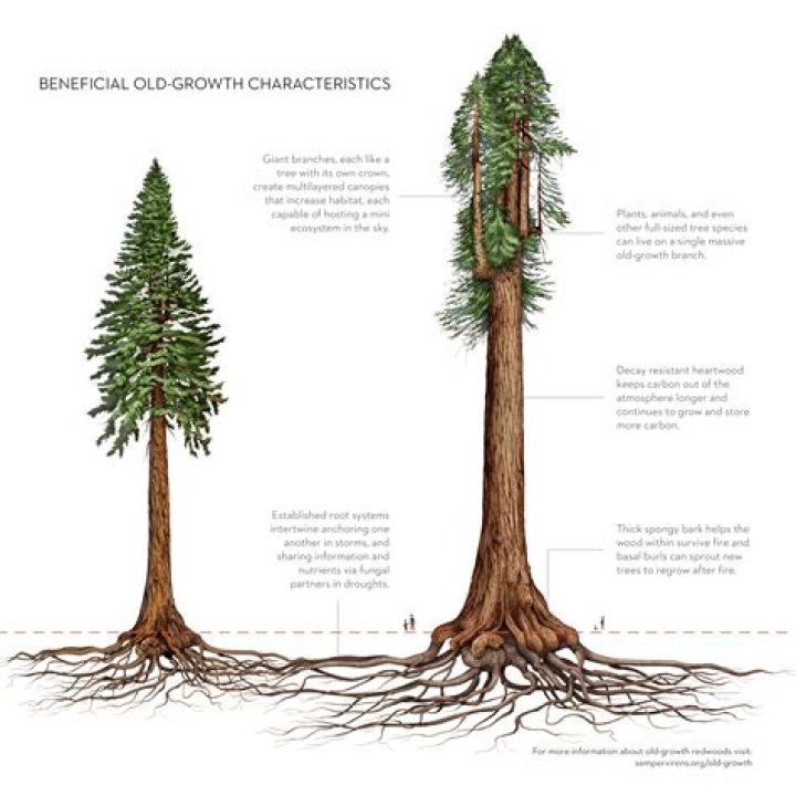 Why does Redwood turn black