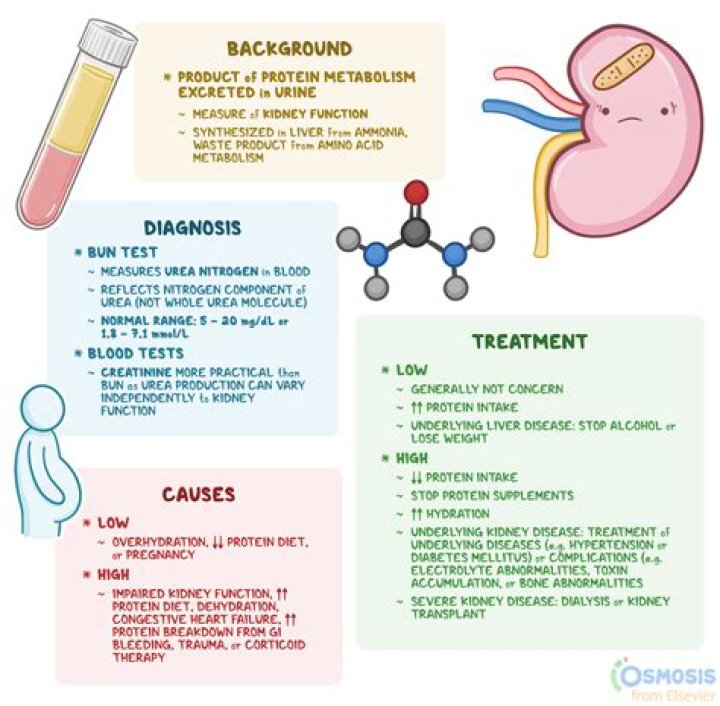Why is bun high in renal failure