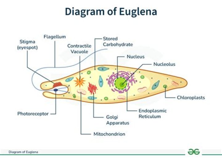 Why is euglena important in biology